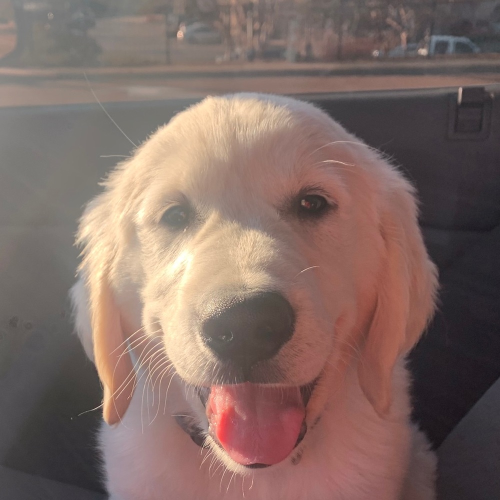 Meet your Posher, Avery